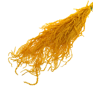 Casa Alegria Amaranthus Caudatus Jaune - Amarante Pendante | Fleurs Préservées | Longueur ± 65 centimètres | Poids ± 180 grammes