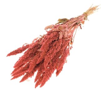 Dutch Dried Amaranthus Cruentus rose fleurs séchées | Longueur ± 60 centimètres | Poids ± 125 grammes