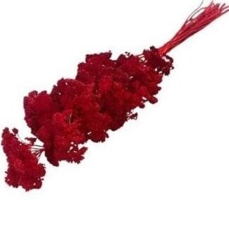 Casa Alegria Rot gebleichte Achillea Filipendulina Trockenblumen | Länge ± 65 Zentimeter | Gewicht ± 100 Gramm