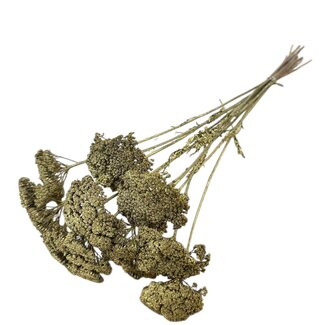 Casa Alegria Golden Achillea Parker dried flowers | Length ± 60 centimetres | Per 10 stems