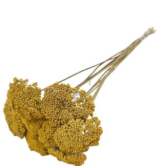 Dutch Dried Natural yellow Achillea Parker dried flowers | Length ± 65 centimetres | Per 10 stems