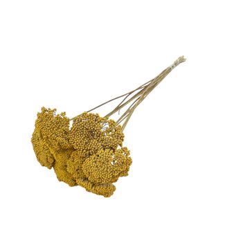 Dutch Dried Naturel gele Achillea Parker droogbloemen | Lengte ± 65 centimeter | Per 10 takken