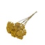 Natürliche gelbe Achillea Parker Trockenblumen | Länge ± 65 Zentimeter | Pro 10 Stiele