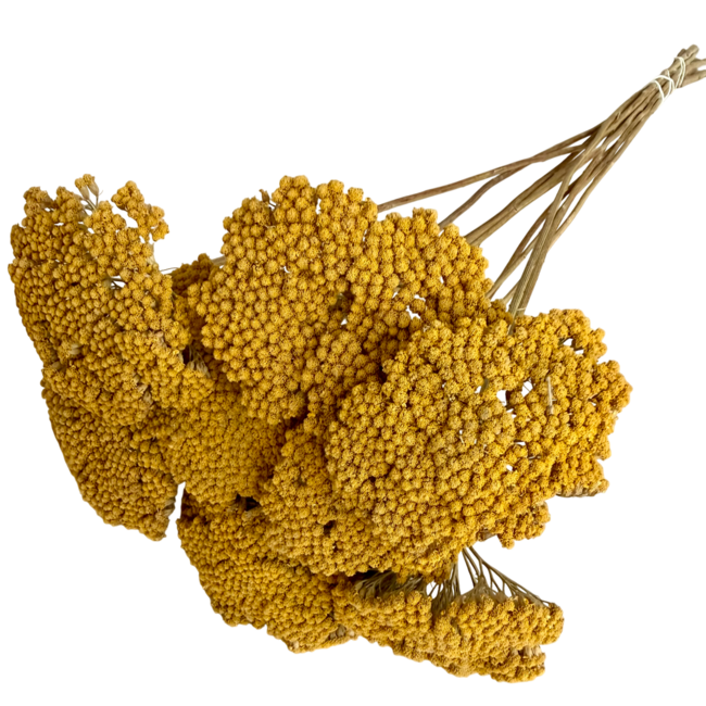 Natürliche gelbe Achillea Parker Trockenblumen | Länge ± 65 Zentimeter | Pro 10 Stiele