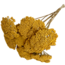 Natural yellow Achillea Parker dried flowers | Length ± 65 centimetres | Per 10 stems