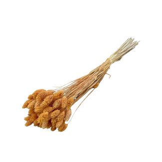 Dolce Vita Apricot Phalaris droogbloemen | Lengte ± 65 centimeter | Gewicht ± 100 gram