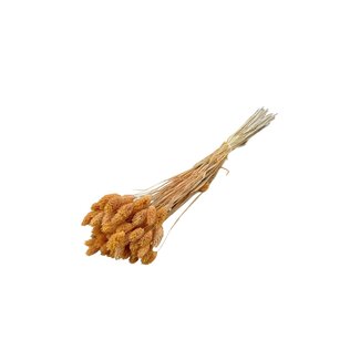 Dolce Vita Apricot Phalaris droogbloemen | Lengte ± 65 centimeter | Gewicht ± 100 gram