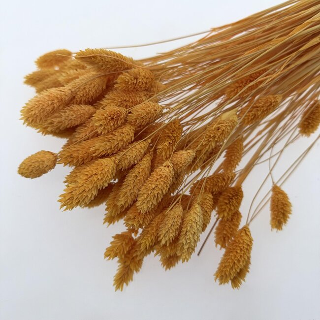 Apricot Phalaris dried flowers | Length ± 65 centimetres | Weight ± 150 grams