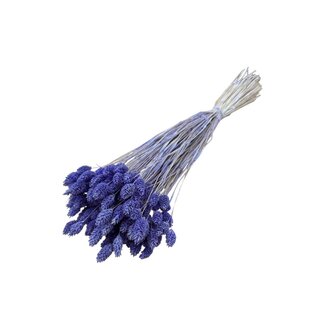 Dolce Vita Lavendel-paarse Phalaris droogbloemen | Lengte ± 65 centimeter | Gewicht ± 100 gram