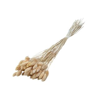 Dolce Vita Pfirsich Phalaris Trockenblumen | Länge ± 65 Zentimeter | Gewicht ± 150 Gramm