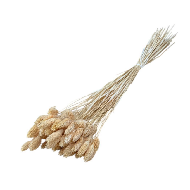Peach Phalaris dried flowers | Length ± 65 centimetres | Weight ± 150 grams