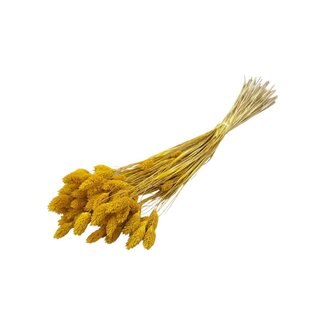 Dolce Vita Dark Yellow Apricot Phalaris Dried Flowers | Length ± 65 centimetres | Weight ± 150 grams
