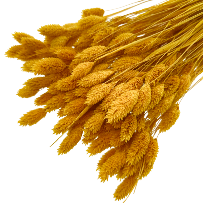 Donkergele Apricot Phalaris droogbloemen | Lengte ± 65 centimeter | Gewicht ± 100 gram
