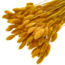 Dark Yellow Apricot Phalaris Dried Flowers | Length ± 65 centimetres | Weight ± 150 grams