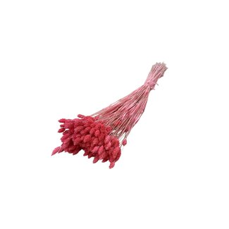 Dolce Vita Neon-roze Phalaris droogbloemen | Lengte ± 65 centimeter | Gewicht ± 100 gram