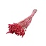 Neon-pink Phalaris dried flowers | Length ± 65 centimetres | Weight ± 150 grams