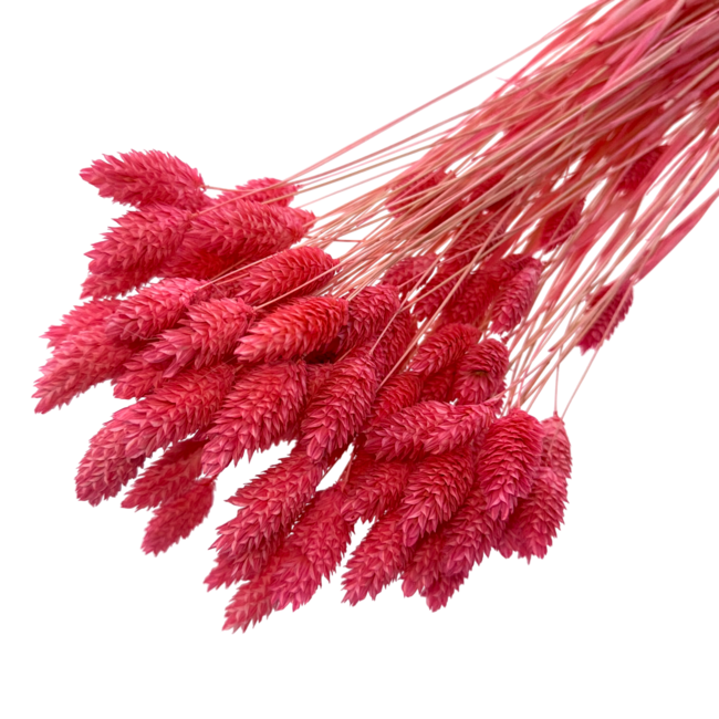 Neon-pink Phalaris dried flowers | Length ± 65 centimetres | Weight ± 150 grams