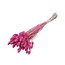 Dark Pink Phalaris Dried Flowers | Length ± 65 centimetres | Weight ± 150 grams