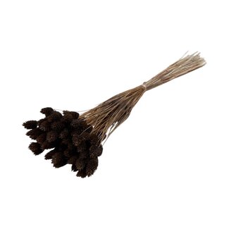 Dolce Vita Braune Phalaris Trockenblumen | Länge ± 65 Zentimeter | Gewicht ± 150 Gramm