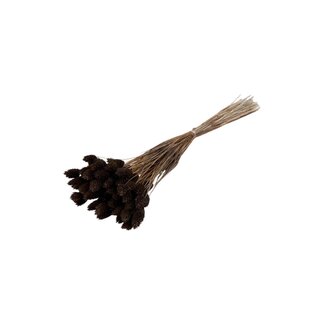 Dolce Vita Bruine Phalaris droogbloemen | Lengte ± 65 centimeter | Gewicht ± 100 gram