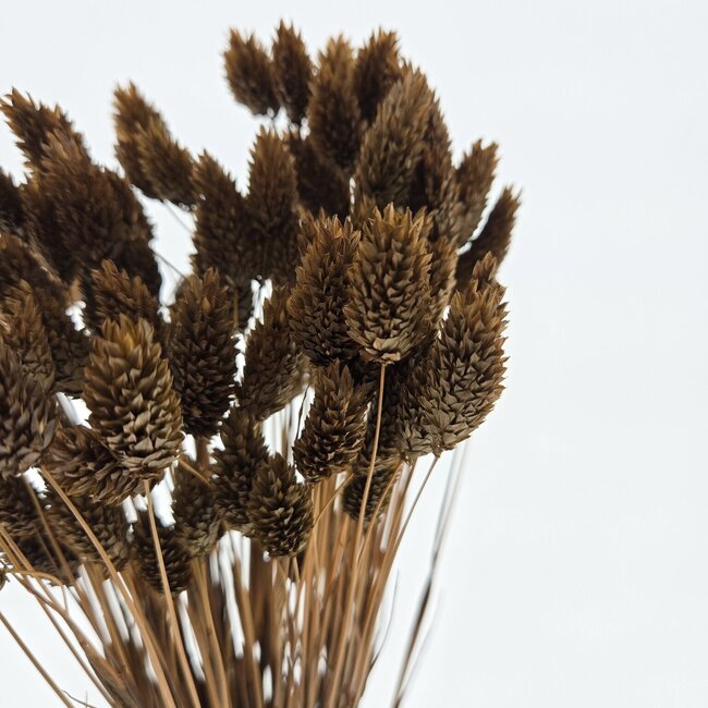 Phalaris séchées brunes | Longueur ± 65 centimètres | Poids ± 150 grammes