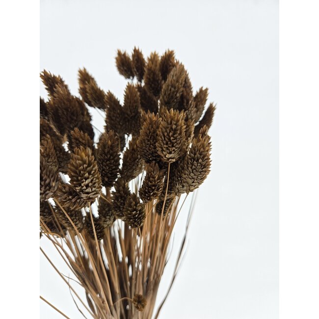 Braune Phalaris Trockenblumen | Länge ± 65 Zentimeter | Gewicht ± 150 Gramm