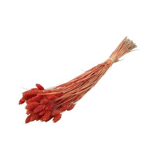 Dolce Vita Oranje Phalaris droogbloemen | Lengte ± 65 centimeter | Gewicht ± 100 gram