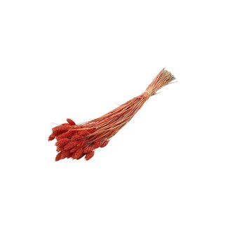 Dolce Vita Oranje Phalaris droogbloemen | Lengte ± 65 centimeter | Gewicht ± 100 gram