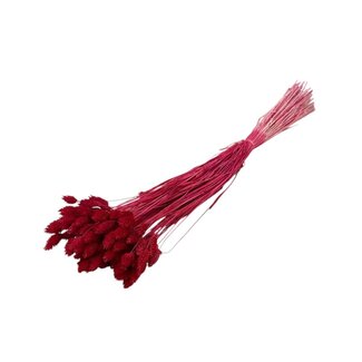 Dolce Vita Rode Phalaris droogbloemen | Lengte ± 65 centimeter | Gewicht ± 100 gram
