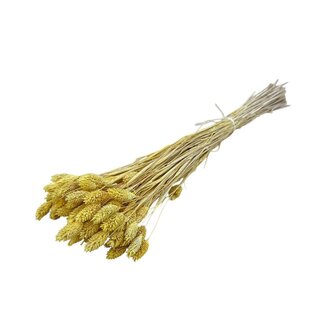Dolce Vita Gele Phalaris droogbloemen | Lengte ± 65 centimeter | Gewicht ± 100 gram