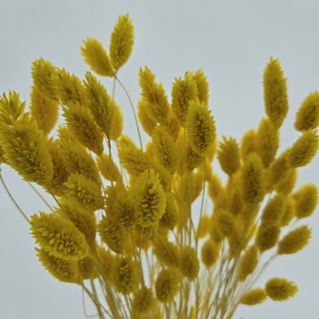 Gele Phalaris droogbloemen | Lengte ± 65 centimeter | Gewicht ± 100 gram