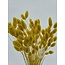 Phalaris séchées jaunes | Longueur ± 65 centimètres | Poids ± 150 grammes