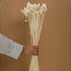 Wit Gebleekte Phalaris droogbloemen | Lengte ± 65 centimeter | Gewicht ± 100 gram