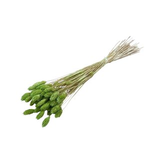 Dolce Vita Lichtgroene Phalaris droogbloemen | Lengte ± 65 centimeter | Gewicht ± 100 gram
