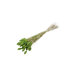 Dolce Vita Lichtgroene Phalaris droogbloemen | Lengte ± 65 centimeter | Gewicht ± 100 gram
