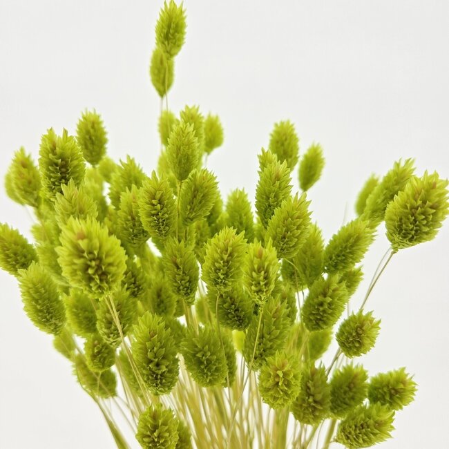 Phalaris séchées vert clair | Longueur ± 65 centimètres | Poids ± 150 grammes