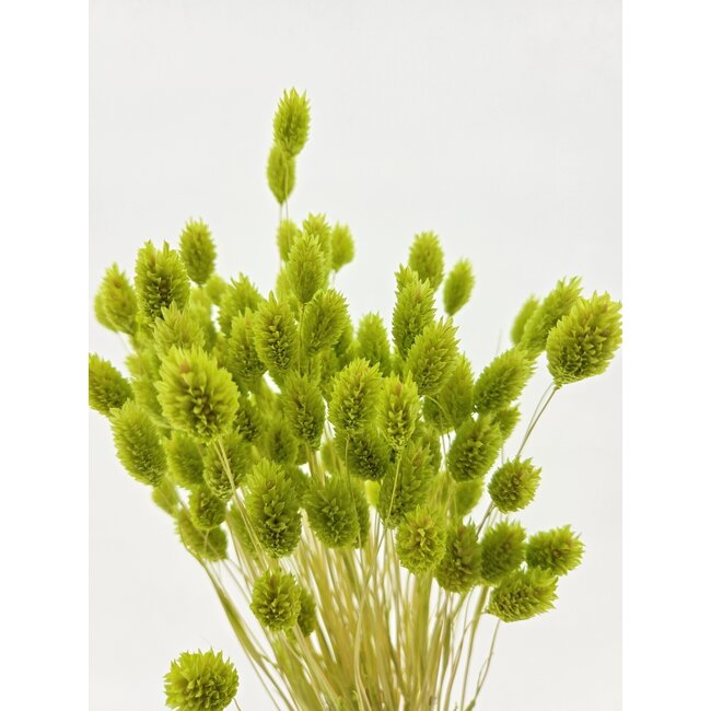 Light green Phalaris dried flowers | Length ± 65 centimetres | Weight ± 150 grams
