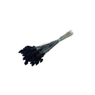 Dolce Vita Zwarte Phalaris droogbloemen | Lengte ± 65 centimeter | Gewicht ± 100 gram