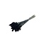 Black Phalaris dried flowers | Length ± 65 centimetres | Weight ± 150 grams
