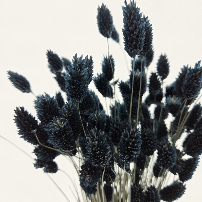 Zwarte Phalaris droogbloemen | Lengte ± 65 centimeter | Gewicht ± 100 gram