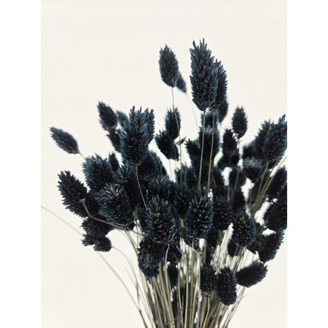 Black Phalaris dried flowers | Length ± 65 centimetres | Weight ± 150 grams