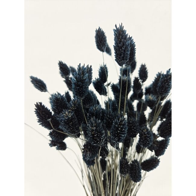 Schwarze Phalaris Trockenblumen | Länge ± 65 Zentimeter | Gewicht ± 150 Gramm