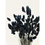 Black Phalaris dried flowers | Length ± 65 centimetres | Weight ± 150 grams