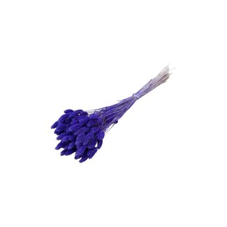 Dolce Vita Milka Paarse Phalaris droogbloemen | Lengte ± 65 centimeter | Gewicht ± 100 gram