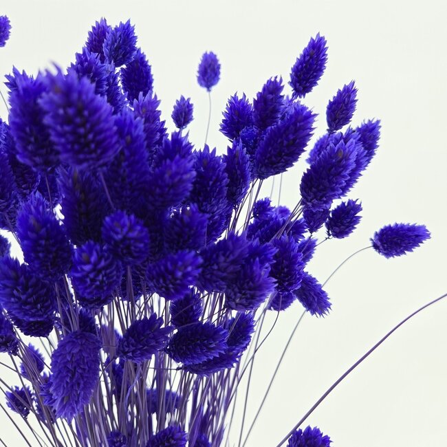 Milka Phalaris séchées violettes | Longueur ± 65 centimètres | Poids ± 150 grammes