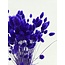 Milka Purple Phalaris dried flowers | Length ± 65 centimetres | Weight ± 150 grams