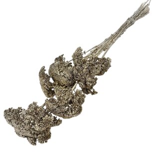 Dutch Dried Achillea Filipendulina séchées dorées | Longueur ± 65 centimètres | Poids ± 100 grammes