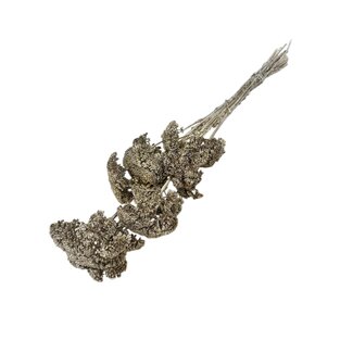 Dutch Dried Golden Achillea Filipendulina dried flowers | Length ± 65 centimetres | Weight ± 100 grams