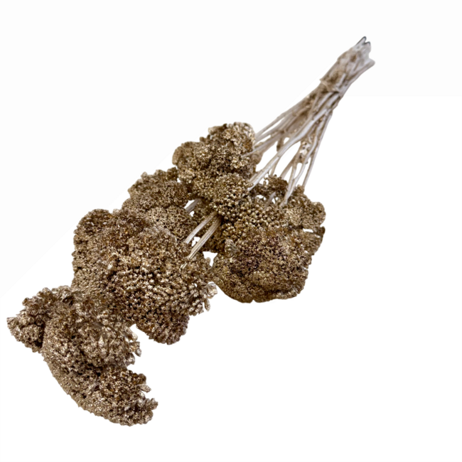 Golden Achillea Filipendulina dried flowers | Length ± 65 centimetres | Weight ± 100 grams