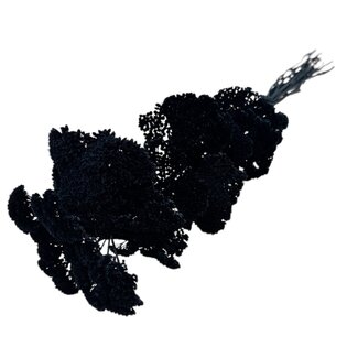 Casa Alegria Black Achillea Filipendulina dried flowers | Length ± 65 centimetres | Weight ± 100 grams